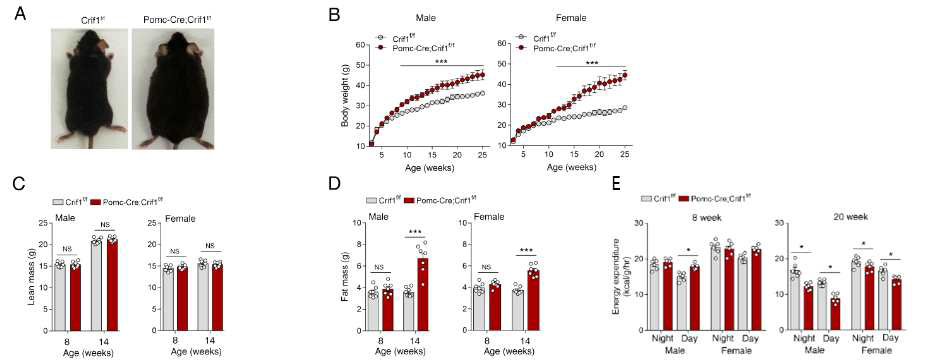 POMC 뉴론 Crif1 homo-knockout 의 체중변화, 체성분 분석, 에너지 소모량 분석