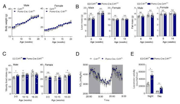 POMC 뉴론-Crif1 heterodeficiency 마우스의 체중변화, 체성분 분석, 먹이섭취량 (chow-diet), 에너지 소모량 및 활동량 분석