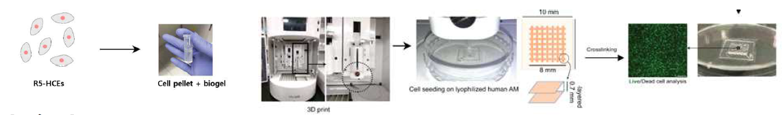 Schematic illustration and images of the bioprinting process for cultured HCECs on decellularized bovine AM sheet. Process for the preparation of ready-to-use corneal endothelial grafts on which passaged RNase 5 vector-transfected HCECs (transfection-passage 1) were seeded using 3D bioprinting