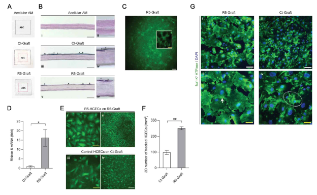 Clarity and histology of the transplantable 3D bioprinted corneal endothelial grafts