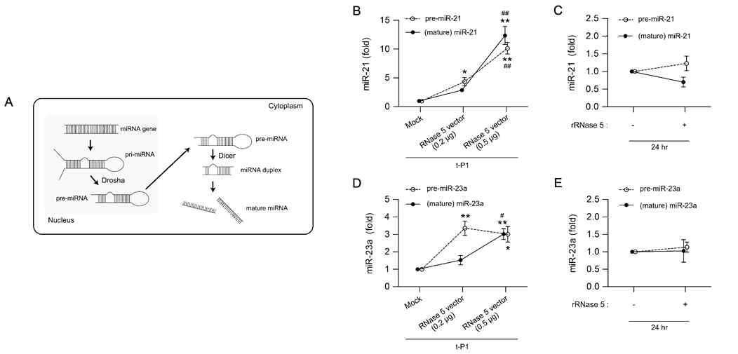 Expression of precursor and mature forms of microRNA (miR)-21 and -23a in cultured human corneal endothelial cells (HCECs) transfected with ribonuclease (RNase) 5 expression