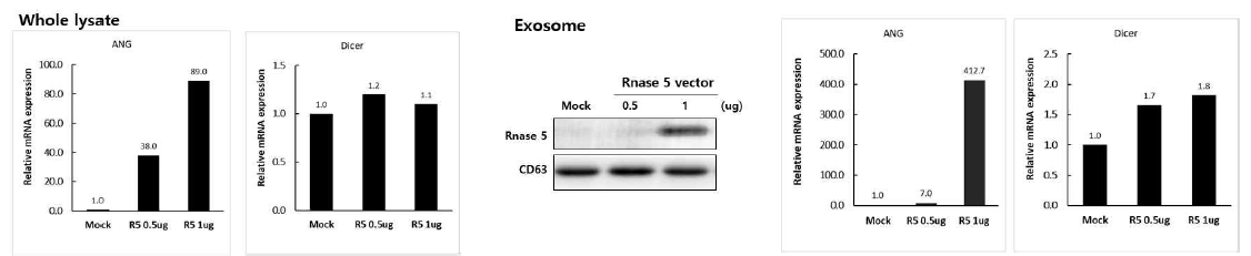 R5-HCEC의 whole lysate와 exosome 에서 dicer의 발현량 확인