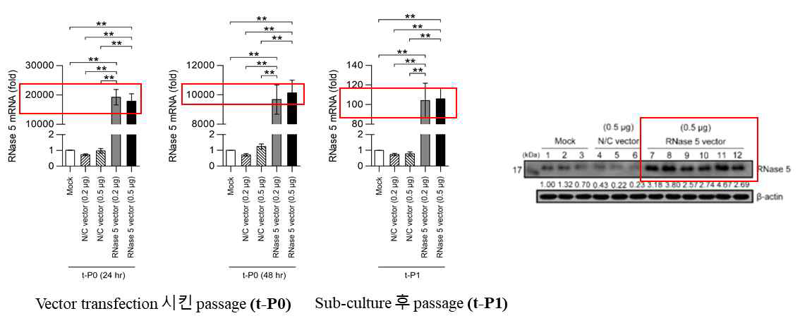 RNase 5 plasmid DNA transfection 후, HCE(R5-HCEC)에서의 RNase 5의 과발현 확인