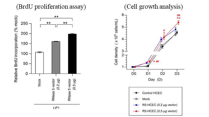 R5-HCEC의 cell proliferation 확인