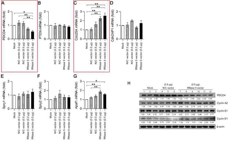 Validation of candidate target of RNase 5 in cultured HCECs transfected with RNase 5 expression vector