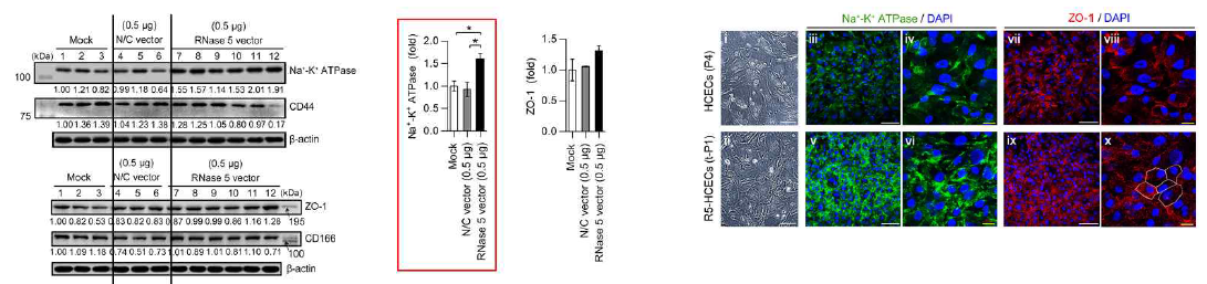 Expression of function-related markers in cultured HCECs transfected with RNase 5 expression vector