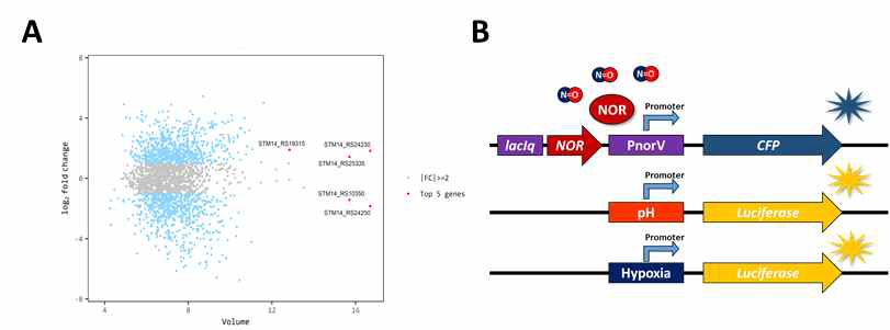 Analysis of salmonella transcript in tumor and development of tumor microenvironment expression system. (A) Result of Next Generation Sequencing, (B) Construct of tumor microenvironmental biosensor