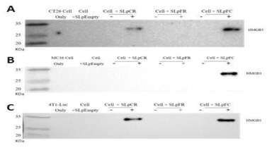 Analysis of HMBG1 secretion from cancer cells. (A) CT26, (B) MC38 and (C) 4T1 cell