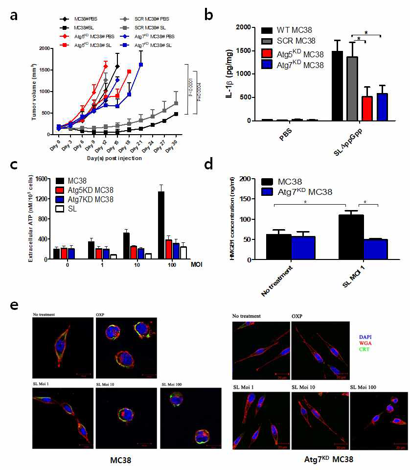 The role of autophagy in therapeutic effect of DppGpp Salmonella (SLDppGpp) in tumor-bearing mice. (a) Clinical scores of tumor development. (b) Secretion of IL-1β in tumor. Production of immunogenic signal (c) ATP, (d) HMGB1 and (e) CRT