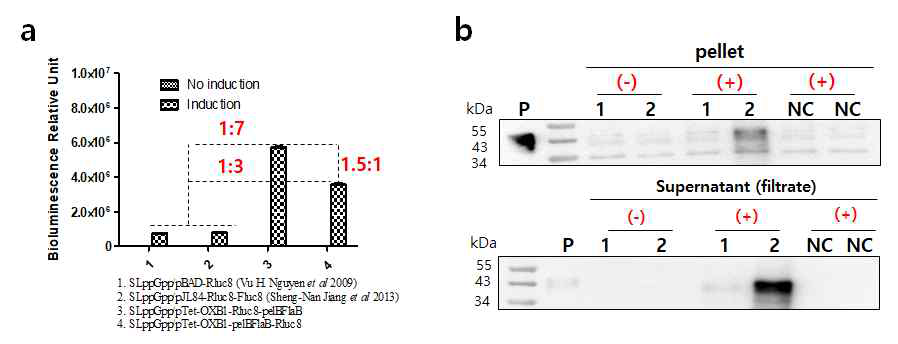 Expression of protein by the ptet-OBX1 System in recombinant Salmonella. (a) Rluc8, (b) Flab