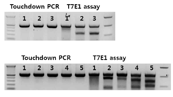 Touchdown PCR & T7E1 assay 결과