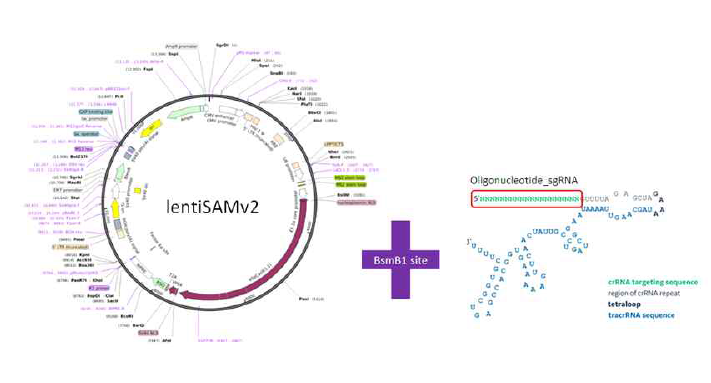 lentiSAMv2 vector와 oligonucleotide_s gRNA