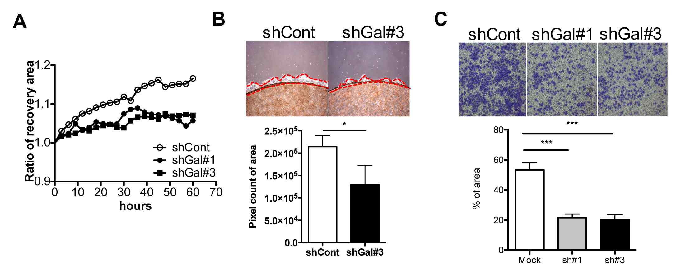 GALNT14 KD 세포주의 전이능 상실 검증 (A) Wound healing assay (B) Coverslip migration assay 를 통한 세포의 이동성 분석 (C) GALNT14 KD 세포의 침투성을 invasion assay를 통해 검증