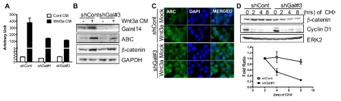 GALNT14 에 의한 WNT signaling의 활성화 (A) Luciferase assay를 통한 TCF promoter activity (B) WNT3a처리에 따른 ABC 의 증가를 면역블랏팅을 통해 확인 (C) ABC위 세포내 위치를 면역염색을 통해 확인. DAPI는 핵염색 (D) Cyclohexamide (CHX)를 처리 후 시간에 따른 β-catenin 단백질 양을 면역블랏팅으로 확인