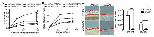WNT 신호 기전 억제제를 통한 전이능 손실 (A) ICG-001 (WNT signaling inhibitor) 와 WNT3a처리 후 TCF protmoter activity 측정 (B) ICG-001 처리에 의한 세포의 운동성 손실을 wound healing을 통해 확인. (C) ICG-001에 따른 세포의 운동성 손실을 coverslip-migration assay를 통해 검증
