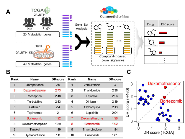 CMAP 분석법을 통한 종양전이 폐암 억제 약물 발굴 (A) TCGA와 H460 GALNT14 knockdown 세포주의 RNA-sequencing 결과를 이용한 CMap 적용 모식도 (B) TCGA (왼쪽) H460 GALNG14 knockdown 세포주 (오른쪽)로부터 도출된 후보 약물 리스트 (C) 약물 재배치 점수를 통한 유력한 후보 약물