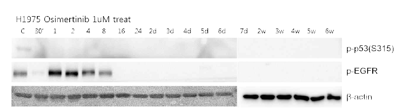 Osimertinib 내성 폐암 세포주 확립