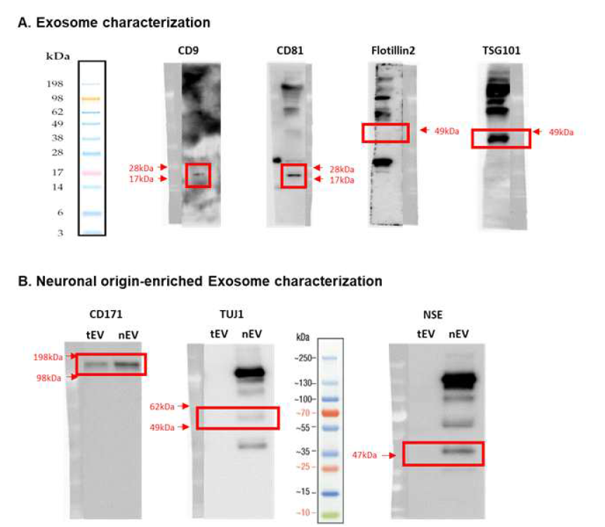 웨스턴 블롯을 통해 엑소좀과 신경유래 엑소좀에서 발현하는 단백질 분석 결과 (tEV: 전체 엑소좀, nEV: 신경유래 엑소좀)