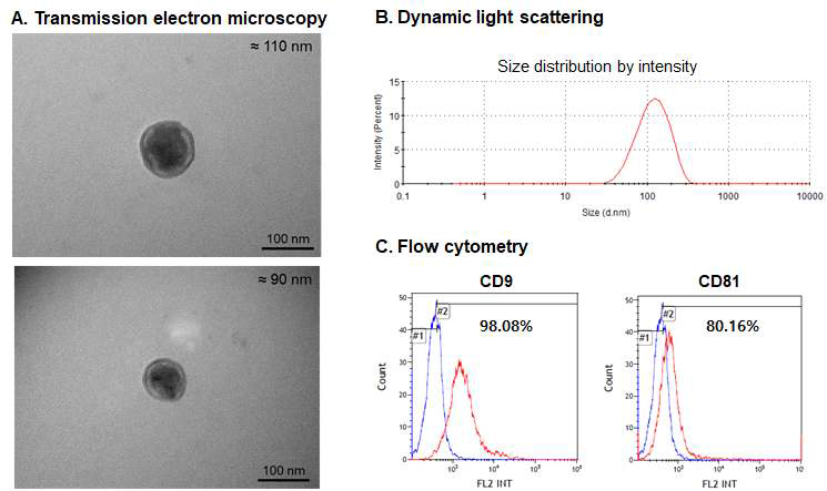 분리된 엑소좀의 사이즈 분포와 엑소좀 표면 발현 단백질 분석 결과