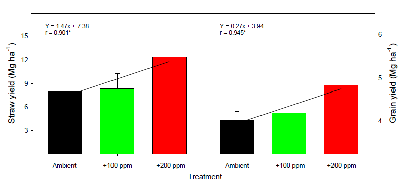 벼논에서 대기 중 CO2 농도 상승이 벼의 정조와 볏짚 수량에 미치는 영향