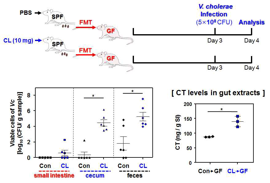 CL이 처리된 마우스의 분변을 GF 마우스에 이식한 후 콜레라균 감염에 따른 감염 증상