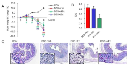 DSS 처리에 의한 장내 염증 유발 과정에서 atEc 균주의 염증 완화 효능