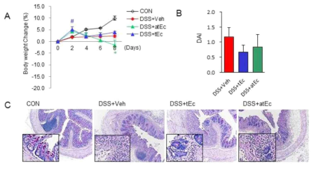 DSS 처리에 의한 장내 염증 유발 과정에서 atEc 균주의 염증 완화 효능 (IL-17 K/O 마우스에서)