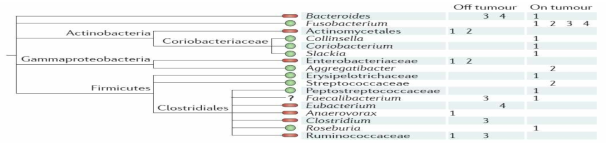 Colorectal cancer-associated microbiome (Tjalsma H, Nature Rev, 2012) Potential CRC ´driver´ bacteria are indicated in red, and potential ´passenger´ bacteria are indicated in green