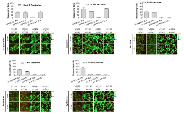 Representative ratiometric images of cells that were transfected with four different combinations of human and mouse T1R2-T1R3 together with Gα16gust44 in response to indicated ligand. The color scale indicates the F340/F380 ratio as a pseudocolor (Scale bar, 50 μm). Data are expressed as the mean ± SE (n = 3-4) numbers of responding cells