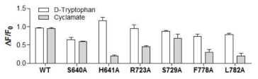 The response of cells expressing the mutant human sweet-taste receptors to the application of D-tryptophan or cyclamate