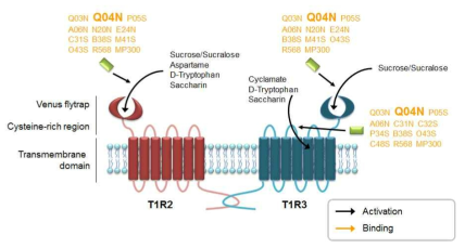 Structure of the sweet taste receptor and depiction of tantative positive allosteric modulators