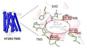 A molecular model of the hT1R3 TMD binding pocket with Q04N