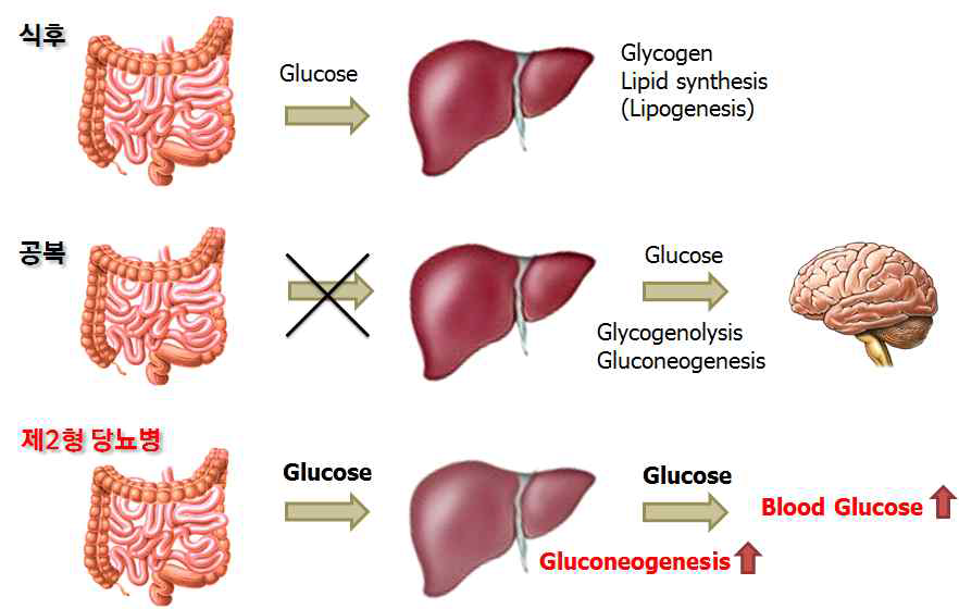 인슐린은 정상적으로는 간 포도당 신생을 억제하지만, 인슐린 저항성 또는 제2형 당뇨병에서는 포도당 신생합성과정의 증가로 인하여 고혈당이 악화됨