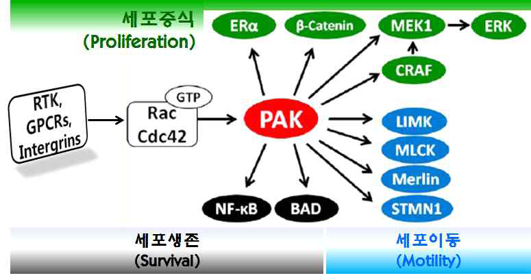 PAK은 성장인자 수용체(RTK), GPCRs 및 integrin 리간드 자극시 Rac, CDC42하위에서 암세포의 증식과 생존, 세포이동을 활성화하여 암의 발달과 암전이를 촉진하는 인자로 알려짐