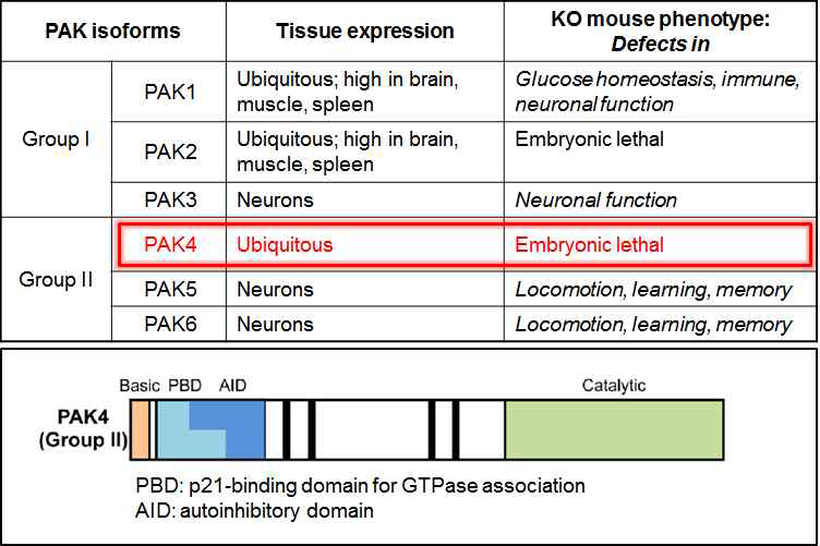 PAK family의 조직분포, 생리병리적 기능 및 PAK4 domain 구조