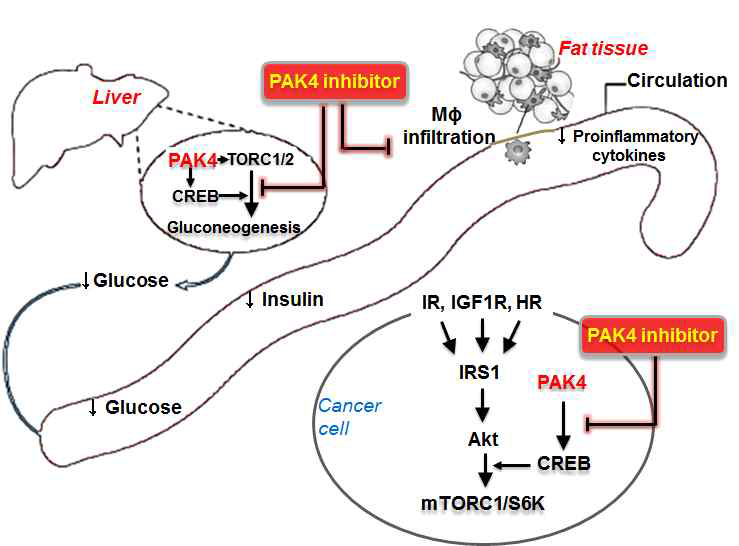 PAK4 inhibitor의 기 연구된 효능(암세포 분열 및 이동 억제) 및 본 연구에서 제안하는 잠재적 효능 (CRTC1/2 억제를 통한 포도당 신생억제) 의 연관성