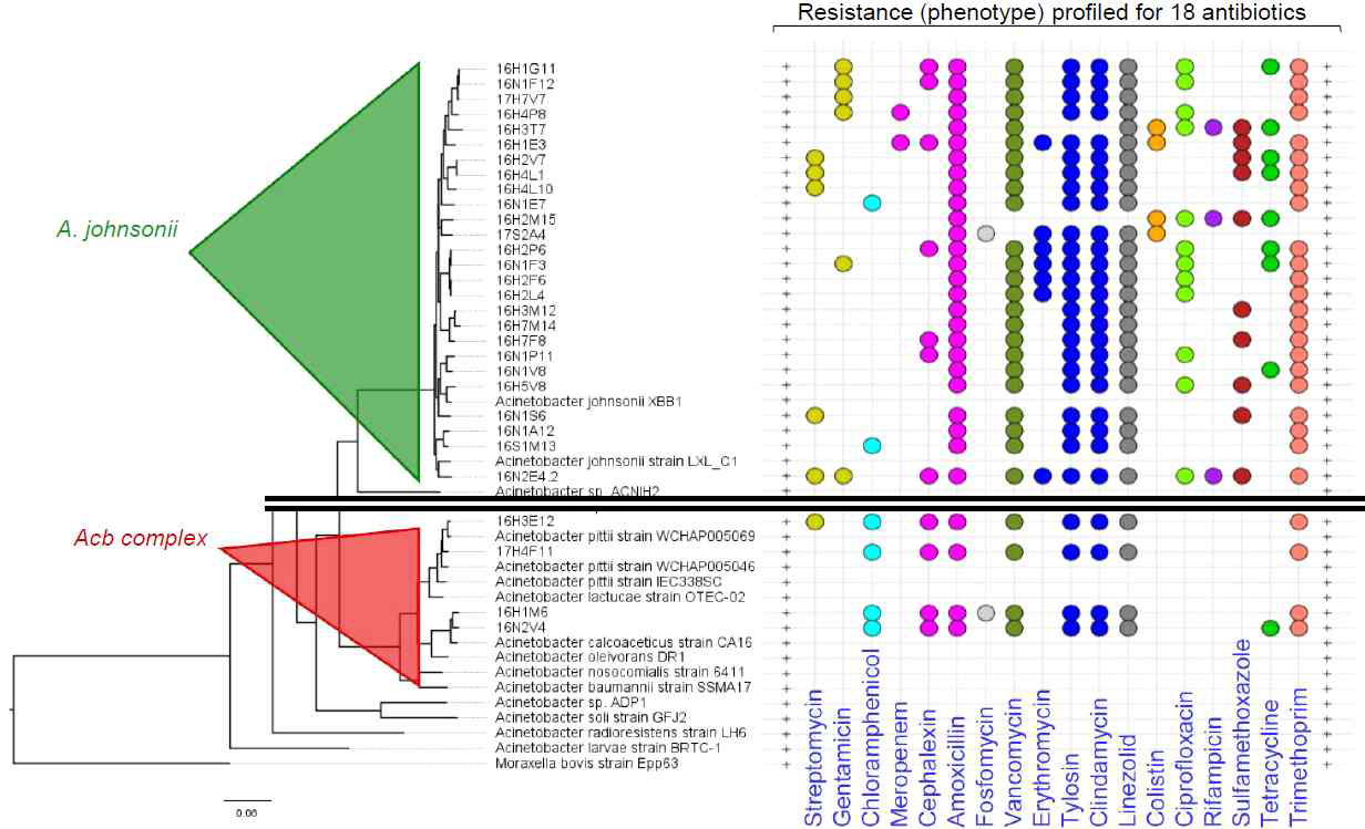 아시네토박터 분리균주의 계통학적 위치(좌측, 유전체 계통수)에 따른 항생제 내성 프로파일 (우측, 디스크 확산법 시험 결과 내성으로 판정된 항생제에 대하여 동그라미를 표시함). 전체 균주 중 A. johnsonii와 Acb complex에 소속된 일부 균주를 발췌함