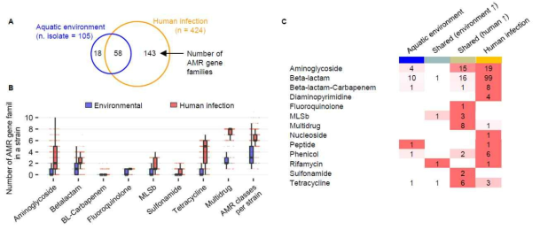 수계 환경과 인체 감염 유래 균주의 내성유전자 비교. (A) 분리원 별 내성유전자 종류의 다양성 및 교집합. (B) 항생제 계열에 따라 유전체 당 보유한 내성유전자 수를 환경(파란색), 인체(빨간색) 두 분리원 간 비교. (C) 항생제 계열에 따라 각 분리원의 고유한, 혹은 공통적인 내성유전자의 수