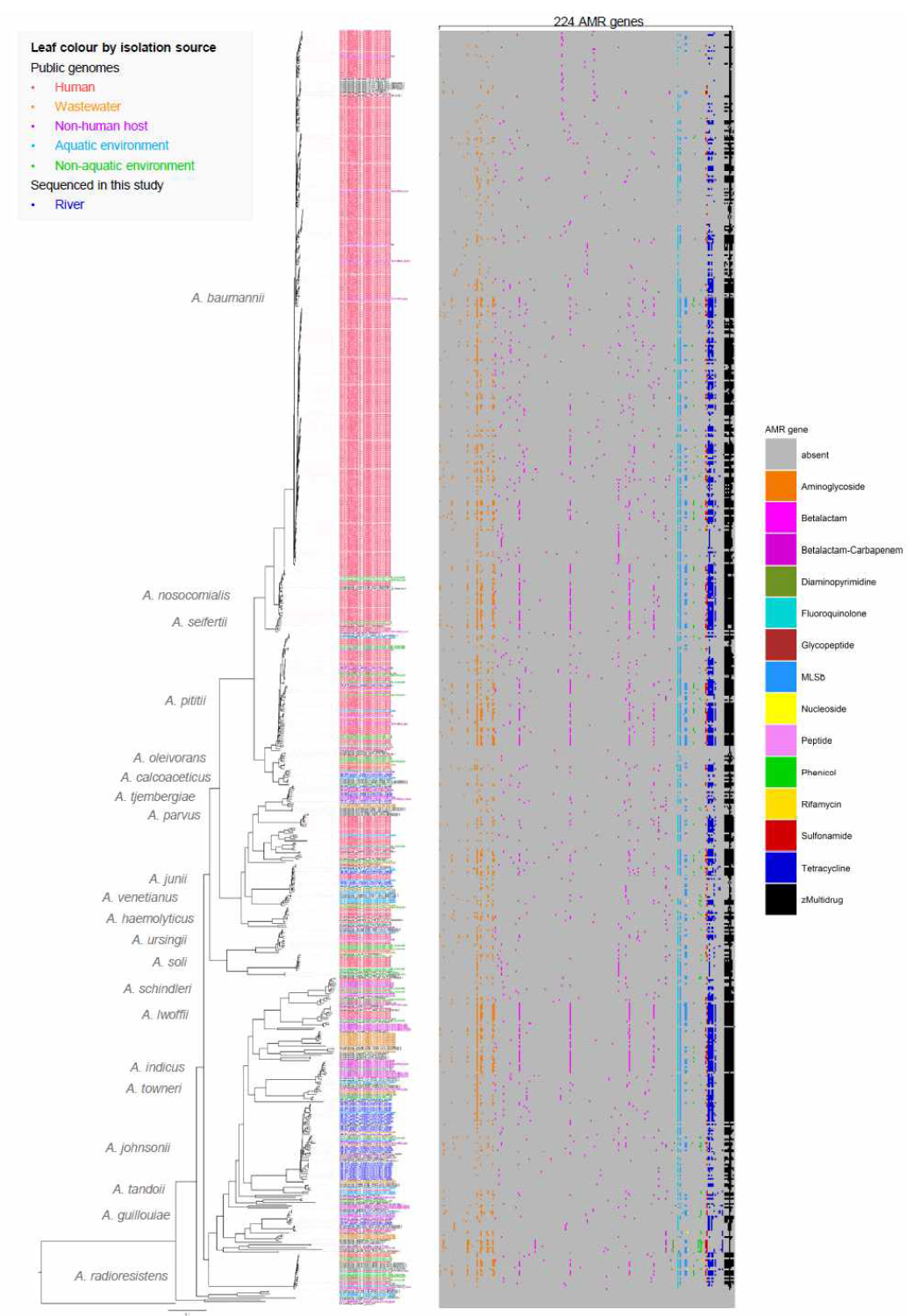 Nanopore 데이터를 제외한 708개 아시네토박터 유전체 데이터로부터 추정된 유전체 간 진화 관계(A)와 내성유전자 프로파일(B)