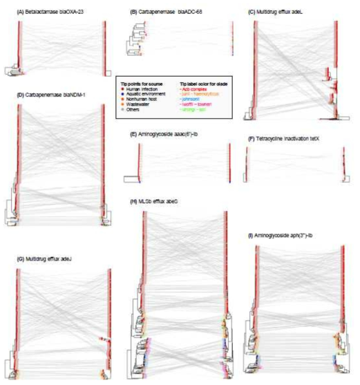 내성유전자 별 sequence 진화 양상과 유전체 계통수 간의 상호 관계. 아시네토박터의 내성유전자가 나타내는 gene transfer 패턴을 유형별로 대표적 사례를 선정하여 보여줌. 각 그림의 좌측은 유전체 계통수, 우측은 내성유전자 계통수이며 동일한 균주가 선으로 연결됨