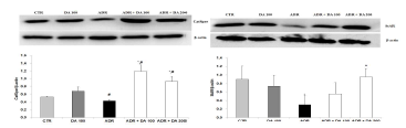 Adriamycin 투여후 MOTILIPERM 섭취에 따른 고환에서의 CatSper 와 StAR protein 발현 변화