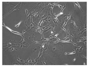 Postnatal mouse pups (Day1) 로부터 CD11b magnetic separation으로 분리 된 별아교세포 (Astrocyte)