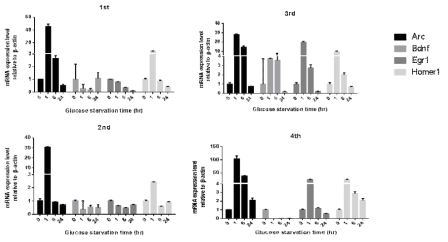 ‘그림c’와 동일한 조건으로 4번의 독립적인 실험을 수행함. 추출한 RNA를 cDNA로 변환하여 개별 RT-PCR로 대조군 대비 Arc, Bdnf, Egr1, Homer1 유전자 발현변화를 확인함. 글루코스로 인해 발현이 영향 받지 않는 beta-actin을 유전자 대조군으로 사용함