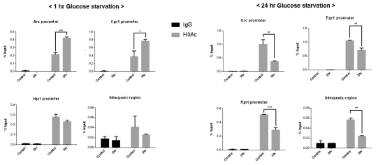 Astrocyte에서 좌측은 1시간, 우측은 24시간동안 배지 내 글루코스를 제거한 후 H3Ac (histone 3 acetylation)항체를 이용하여 ChIP (Chromatin immunoprecipitation)을 수행하였음. 각각의 막대그래프는 표시된 유전자의 전사시작부위에서 H3Ac가 얼마나 존재하는지를 %input으로 보여줌. * : p ≤ 0.05, ** : p ≤ 0.01, *** : p ≤ 0.001