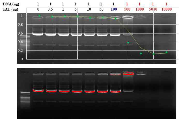 TAT-peptides와 plasmid 결합조건 확립]