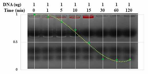 TAT-peptides와 plasmid 결합시간 결정