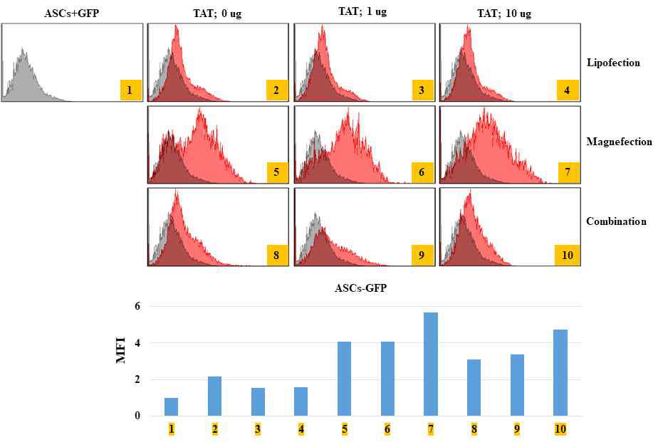 FACS에서의 ASCs의 GFP 형질전환 효율