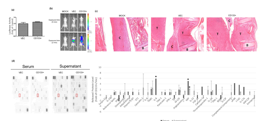 Comparison of mouse tumors. (a) Luciferase activities between LNCaPVec(Vec) and LNCaPCD133+(CD133+) cells. (b) Tumor growth and multiple metastases were monitored over time via in vivo bioluminescence imaging. (c) Hematoxylin and eosin (H&E) staining of mouse tissue sections at the end of the study period. Metastases in representative histological sections of spine tissues are shown (d) Cytokine profiling of LNCaPVec(Vec)/LNCaPCD133+(CD133+) cells