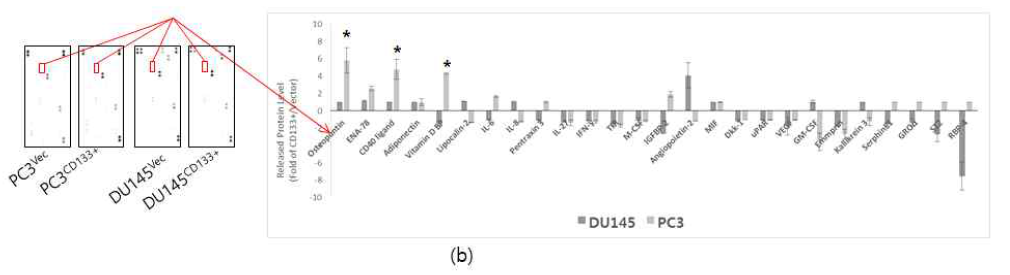 PC3CD133+및 DU145CD133+세포가 배양된 세포 배양액과 각 세포가주입된 마우스 혈액에서 파골세포 형성 인자인 RANKL의 발현이 특이적으로 나타났으며, 세포 배양액에서 Osteopontin의 발현 차이가 특이적으로 관찰됨