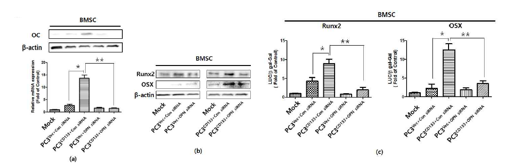 OPN siRNA 처리된 PC3CD133+세포 배양액을 Bone Marrow stromal 세포의 골 분화 과정 중에 처리함